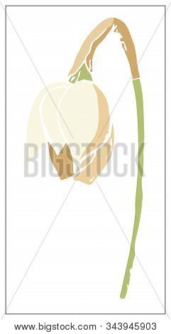 Vector Floral Illustration With Daffodil Flower Isolated On A White Background.