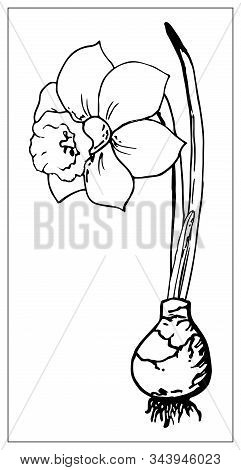Vector Floral Illustration With A Silhouette Of Daffodil Flower.