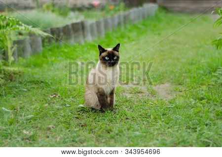 The Beautiful Brown Cat, Siamese, With Blue-green Eyes Sits In A Green Grass And Yellow Leaves