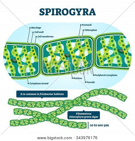 Spirogyra Vector Illustration. Labeled Educational Green Algae Structure Scheme. Isolated Filamentou