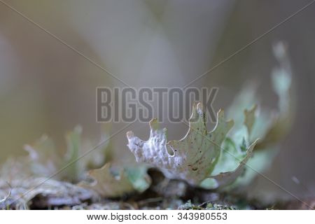 Lobaria Pulmonaria, Or Oak Lungwort Rare Lichens In The Primary Beech Forest That Growing On The Bar