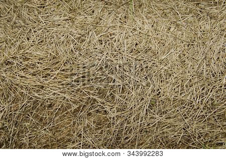 Background Of Old Withered Grass On The Ground