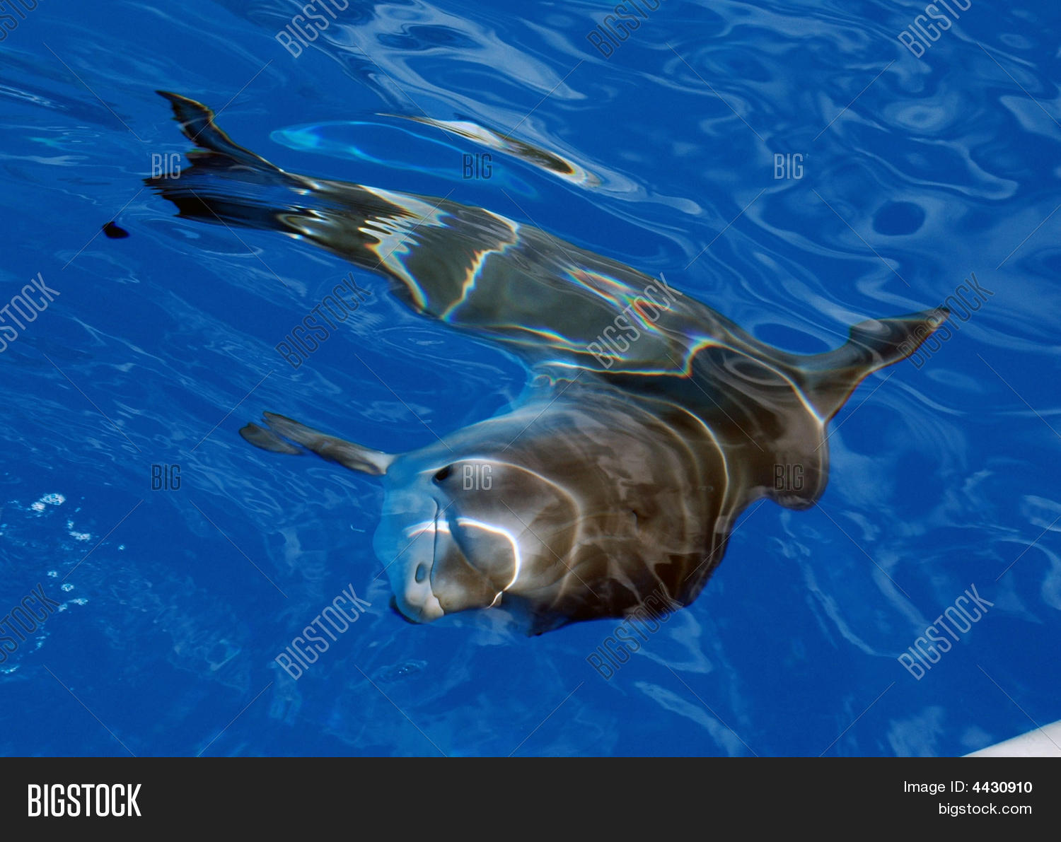 Image Preview