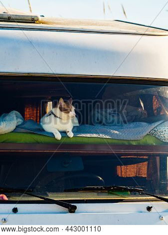 Cat Laying On Bed In Rv Integra Camper Car And Looking Around Trought Front Window Pane. Motorhome T