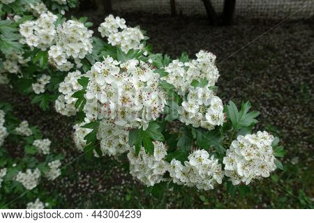 Branch Of Blossoming Common Hawthorn In May