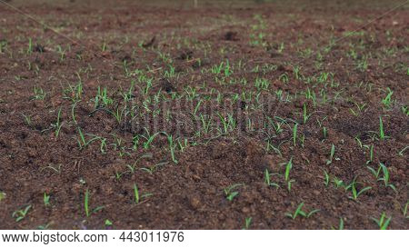 Ruzi Grass Is Emerging In The Grass Field. Grazing