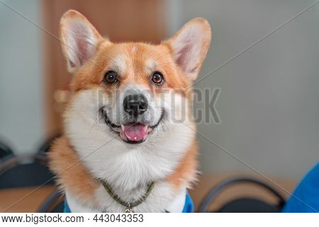 Portrait Of Smart Obedient Welsh Corgi Pembroke Or Cardigan Dog Looking Forward And Smiling, Front V