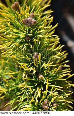 Dwarf Mountain Pine Carstens Wintergold - Latin Name - Pinus Mugo Carstens Wintergold
