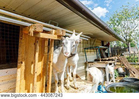 Cute Free Range Goatling On Organic Natural Eco Animal Farm Freely Grazing In Yard On Ranch Backgrou