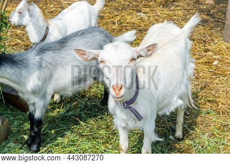 Cute Free Range Goatling On Organic Natural Eco Animal Farm Freely Grazing In Yard On Ranch Backgrou