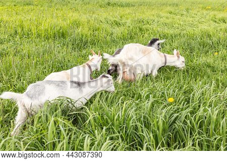 Cute Free Range Goatling On Organic Natural Eco Animal Farm Freely Grazing In Meadow Background. Dom