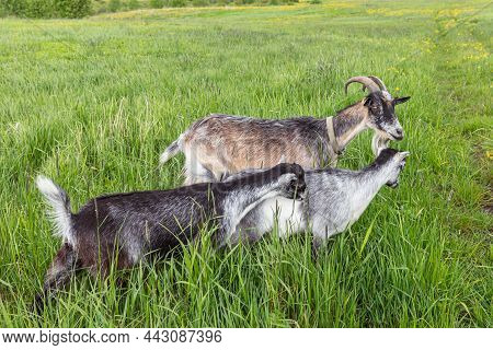 Cute Free Range Goatling On Organic Natural Eco Animal Farm Freely Grazing In Meadow Background. Dom