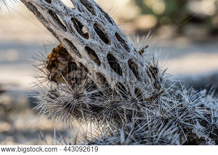 Dried Hollow Structure Of Decompsing Cactus In Saguaro National Park