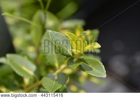 Wintercreeper Blondy Leaves - Latin Name - Euonymus Fortunei Blondy