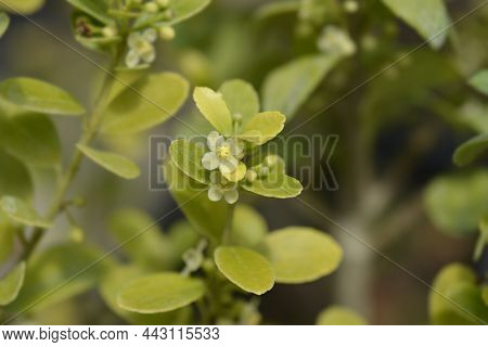 Box-leaved Holly Small Flowers - Latin Name - Ilex Crenata