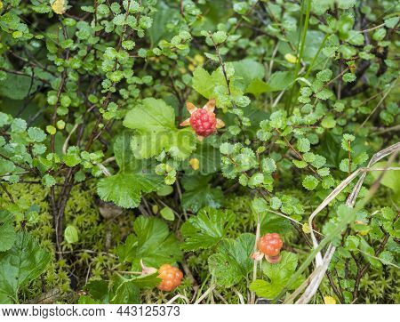 Bushes Of Ripe Orange Yellow Cloudberry, Rubus Chamaemorus. Macro Of Fresh Wild Northern Berry Growi