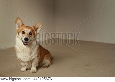 Cute Corgi Sitting In An Empty Unrepaired Apartment.