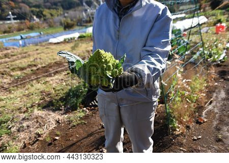 Romanesco Broccoli Cultivation. Romanesco Broccoli Is A Type Of Cauliflower And Is A Nutritious Bras