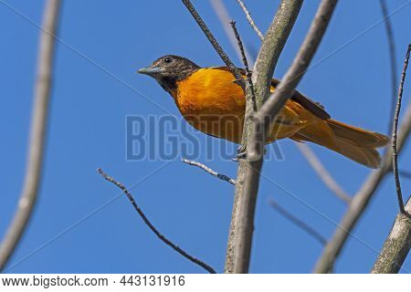 A Baltimore Oriole Watching From Above In Presque Isle State Park In Pennsylvania