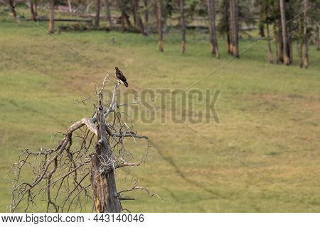 Hawk Sits In Gnarly Old Tree And Takes In The Surroundings In Yellowstone National Park
