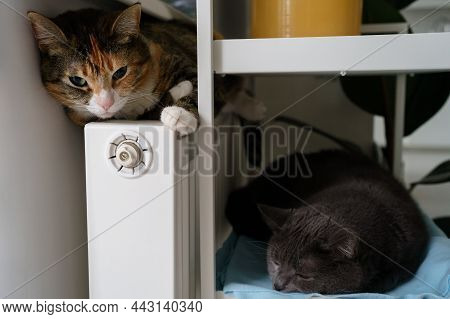 Start Of Heat Season. Relaxed Domestic Cats Curl Up Into Ball For Warmth Near Radiator On Cold Day, 