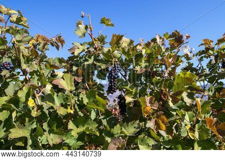 Grapes On The Vines In Okanagan Valley In Osoyoos, British Columbia On A Sunny Autumn Day In Canada