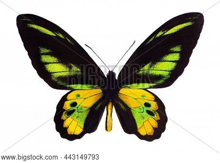 Bright Tropical Butterfly Isolated On White. Macro Photography Tropical Butterfly. Rothschild's Bird