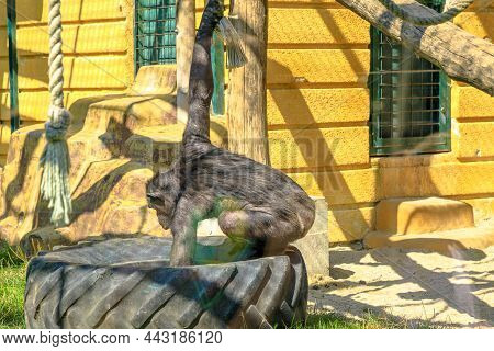Zagabria , Croatia, - August 2021: Large Common Chimpanzee Eating In The Maksimir Park Of Zagabria Z