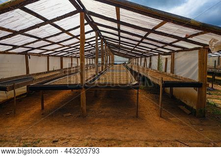 Coffee Cultivation During Drying Beans On Trays In Hangar With Transperent Foof. Coffee Farming It I