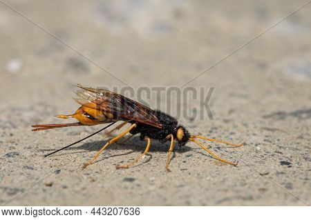 Closeup Of A Giant Woodwasp (uroceras Gigas) Resting On The Ground, Sunny Day In Summer In The Austr