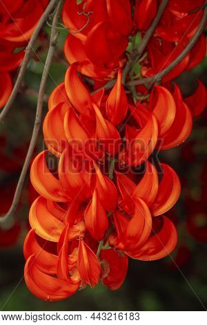 Beautiful Bright Red Mucuna Bennettii Flowers Close-up