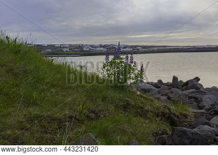 Icelandic Lupine Flower And We See Icelandic Houses In The Background.