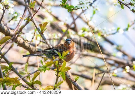 Common Chaffinch, Fringilla Coelebs, Sits On A Branch In Spring On Green Background. Common Chaffinc