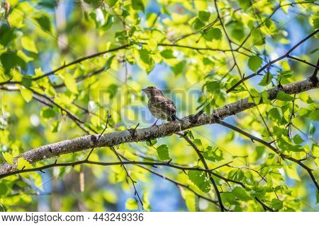 Green And Yellow Songbird, The European Greenfinch Sitting On A Branch In Spring.