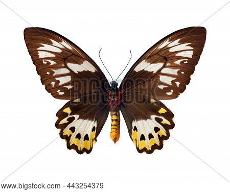 Large Colorful Tropical Butterfly Isolated On White. Ornithoptera Priamus Urvillianus (female). New 