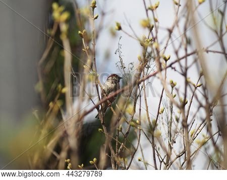 Chirping Sparrow In The Branches Of Blossoming Green Leaves And Buds. The Arrival Of Spring And A Sh