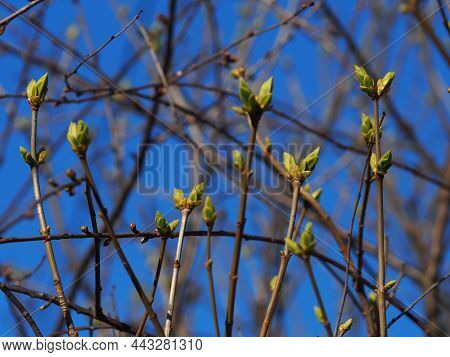 Delicate Green Buds Of Bush Tree Branches Against Background Of A Bright Clear Blue Sky. Spring Hope