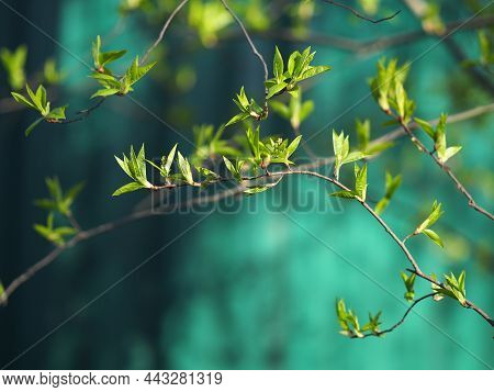 Blooming Green Buds Of Bush Branches, Trees Against Background Of Shadow Of Green Fence. Spring Hope