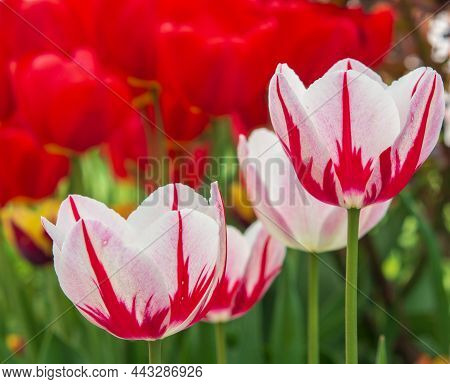 Beautiful Spring Flowers, Tulips In The Garden. Spring Easter Flower Background. Multicolored Tulips