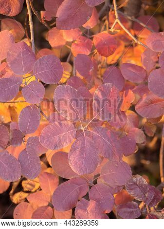 Abstract Natural Background Of Decorative Autumn Leaves Of Purple-pink Color. Close-up Of The Leaves