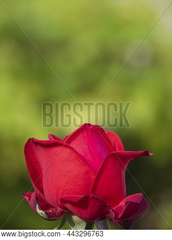 A Red Rose Bud On A Soft Green Background. Beautiful Valentine's Rosebud Nature Love Background. Ros