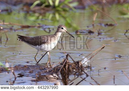 Solitary Sandpiper (tringa Solitaria) Walking On The Edge Of A Pond
