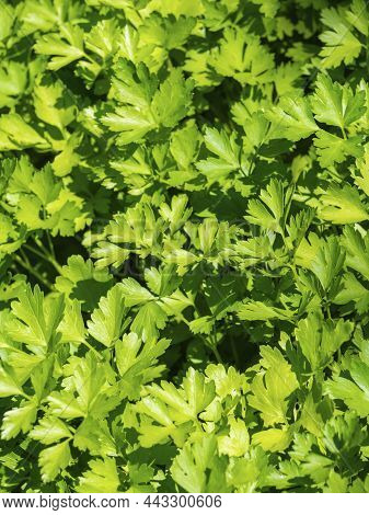 Close-up Of Green Parsley. Parsley Plants Outdoors In A Sunny Backyard. Curly Parsley. A Plantation 