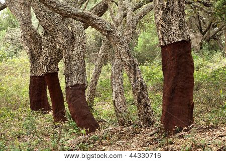 Cork stromy v Andalusiab