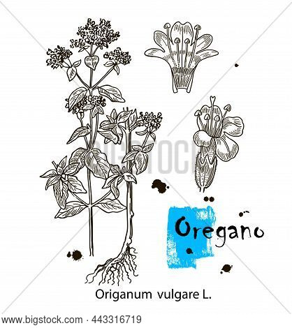 Ink Oregano Herbal Detalied Illustration. Hand Drawn Botanical Sketch Style. Good For Using In Packa