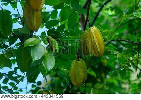 Starfruit Dish On Tree Branch After Rain. Starfruit Growing In Tropical Private Garden. Starfruit Ju