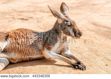 Beautiful Kangaroo Resting In The Sand. Photography Of Animals. Natural Background