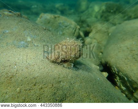 Sea Snail Trunculus Murex Or Banded Murex, Trunk Murex, Banded Dye-murex (hexaplex Trunculus) Unders