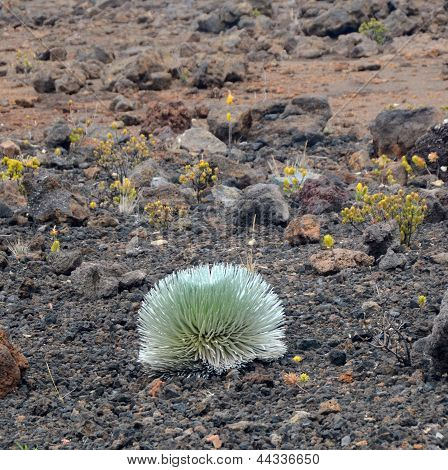 Haleakala Silversword