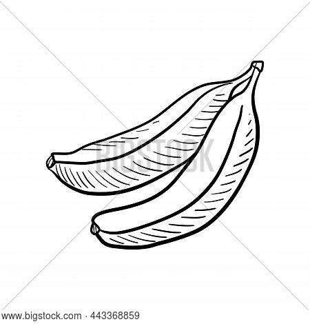 Bananas, Vector Drawing Sketch Of Fruit Isolated Atw Hite Background, Hand Drawn Illustration
